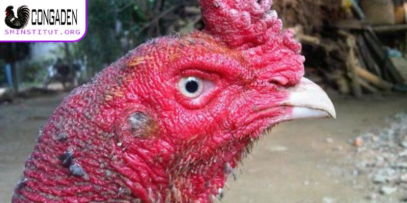 Cách chữa mốc cho gà chọi chuẩn chỉnh