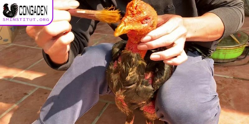 Cách ngâm rượu bóp cho gà chọi có gì quan trọng?