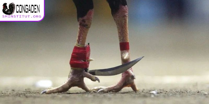 Cách quấn cựa gà đá hiệu quả cho kê thủ