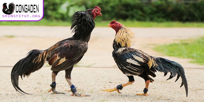 Cách thức nhận diện gà chọi bị mất gân