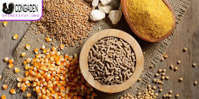 Đảm bảo dinh dưỡng tránh bị bệnh hen gà