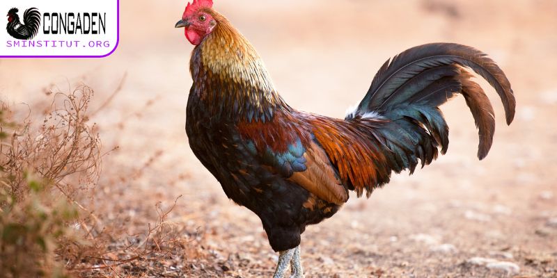 Gà ăn không tiêu