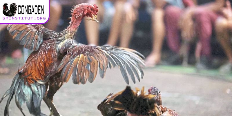 Không gian xem đá gà bảo mật