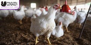 Nguyên nhân gà chết đột ngột