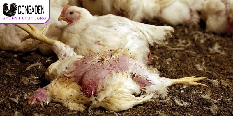 Nguyên nhân gà chết đột ngột vì bệnh truyền nhiễm
