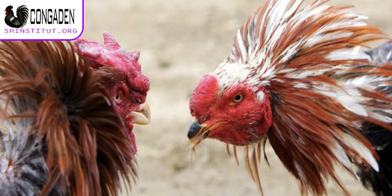 Những hình thức đá gà nổi tiếng