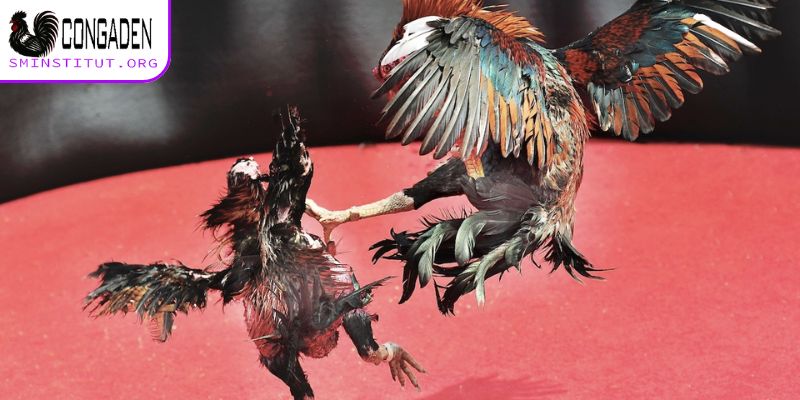 Thông tin về trang Congaden (Con Gà Đen)