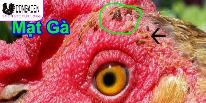 Vì sao cách trị mạt gà là vấn đề quan trọng?