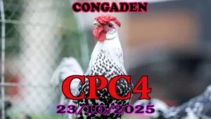 Xem lại clip đá gà Thomo CPC4 ngày 23/10/2025