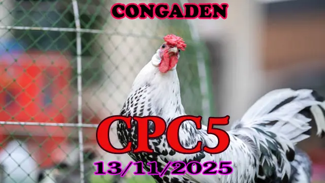 Clip Trận Đá Gà Thomo CPC5 Đẳng Cấp Nhất Ngày 13/11/2025