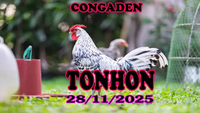 [ Gà Đá Giải ] Video Trực Tiếp Đá Gà Tonhon Phát Lại Ngày 28112025