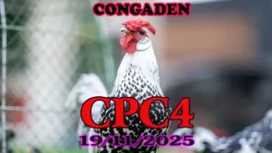 Xem video phát lại đá gà trực tiếp CPC4 Thomo hôm nay 19112025 trọn vẹn