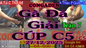 Gà Đá Giải C5 Trận 8 A.Tư C.Thơ (0đ-đỏ) Vs A. Thảo P.Quốc (3đ-xanh)-Hạng Cân 3.1Kg