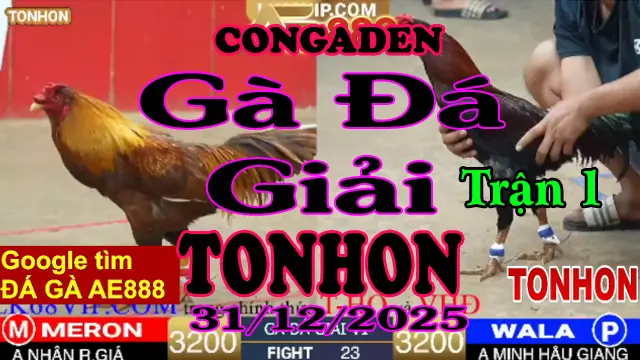 Gà Đá Giải TONHON Trận 1 A Nhân R.Giá vs A Minh H.Giang – Hạng Cân 3.2kg