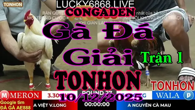 Gà Đá Giải TONHON Trận 1 A Việt V.Long vs A Nguyên C.Mau- Hạng Cân 3.3kg