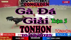 Gà Đá Giải TONHON Trận 5 A Đuôn CPC vs A Việt V.Long – Hạng Cân 3.1kg