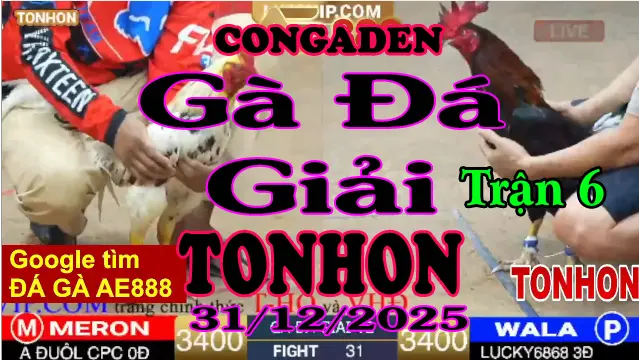 Gà Đá Giải TONHON Trận 6 A Đuôl CPC vs A Lucky – Hạng Cân 3.2kg