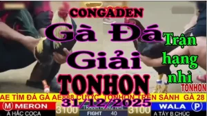 Gà Đá Giải TONHON Tranh Hạng Nhì Hắc Coca vs A Tây Ba Chúc – Hạng Cân 3.1kg