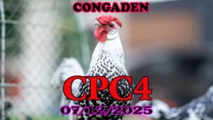 Tổng hợp video trực tiếp đá gà Thomo CPC4 hôm nay 07122025