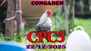 Video đá gà trực tiếp CPC5 hôm nay 22-12-2025