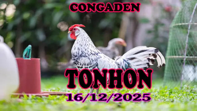 Xem Video Đá Gà Trực Tiếp Tonhon Ngày 16122025