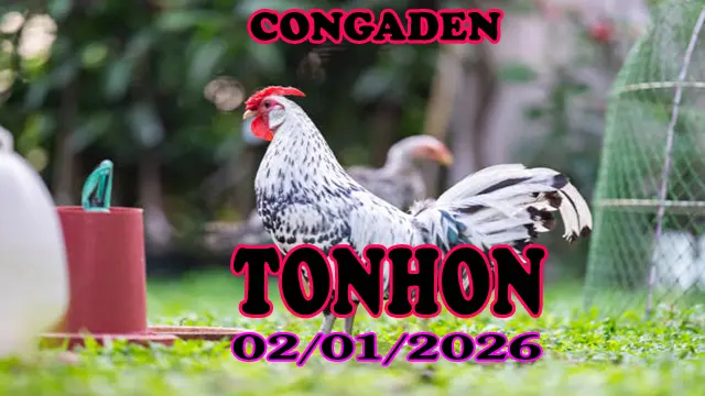 Video Clip Đá Gà Trực Tiếp Tonhon Ngày 02012026