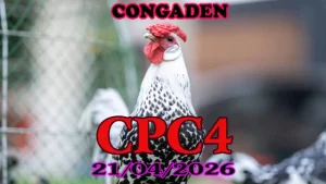 Clip đá gà Thomo CPC4 hôm nay 21042026