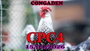 Full Clip Đá Gà Thomo CPC4 Ngày 15042026