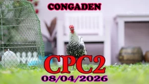 Full video đá gà Thomo CPC2 ngày 08042026
